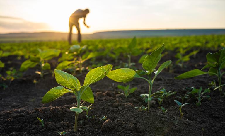 Agriculture
